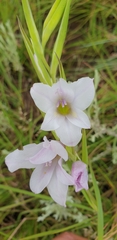 Gladiolus ferrugineus