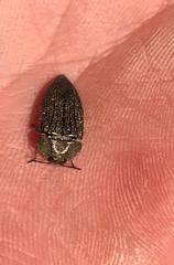 Acmaeodera cuprina