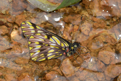 Catasticta philodora