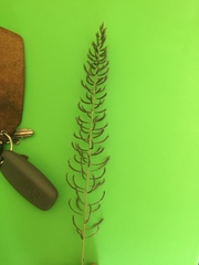 Pogonarthria squarrosa