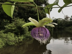 Passiflora nitida