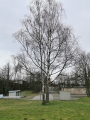 Betula pendula