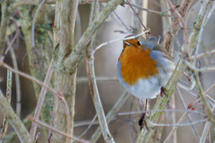 Erithacus rubecula