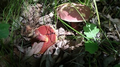 Boletus rubroflammeus