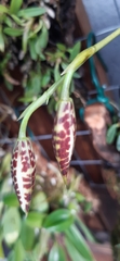 Rhynchostele rossii