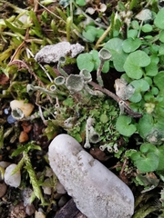 Cladonia fimbriata