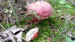 Boletus rubroflammeus