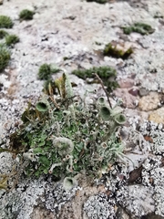 Cladonia fimbriata