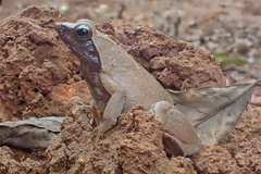 Phrynobatrachus plicatus