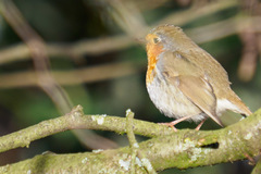 Erithacus rubecula