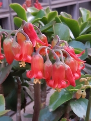 Cotyledon orbiculata