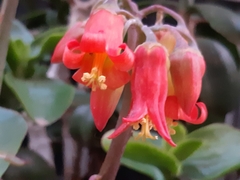 Cotyledon orbiculata