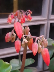 Cotyledon orbiculata