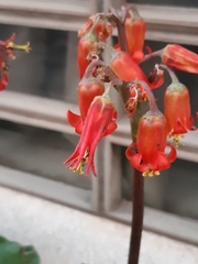 Cotyledon orbiculata