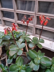 Cotyledon orbiculata