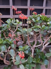 Cotyledon orbiculata
