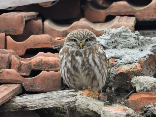 Little Owl