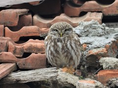 Little Owl photo 6