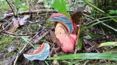Boletus rubroflammeus
