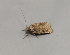Lepidoptera
