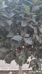 Laurus nobilis
