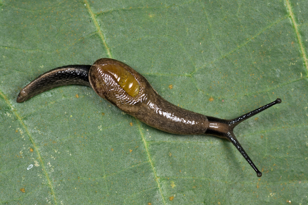 Ostracolethinae
