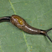 Yellow-shelled Semi-Slug - Photo (c) Nikolai Vladimirov, some rights reserved (CC BY-NC), uploaded by Nikolai Vladimirov