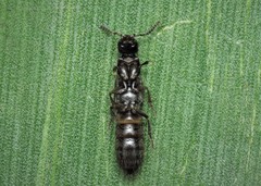 Philonthus rectangulus