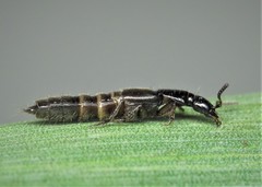 Philonthus rectangulus