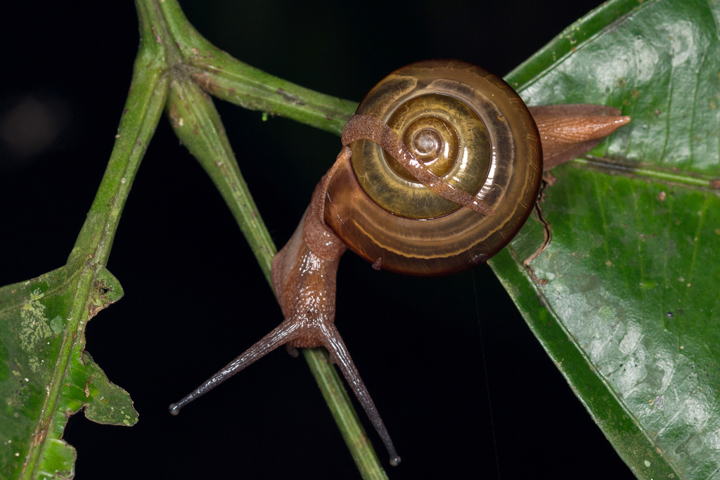 Vitrinula