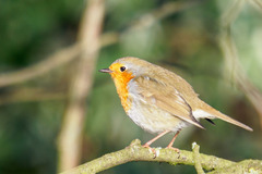 Erithacus rubecula