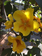 Cochlospermum religiosum