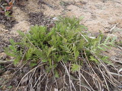 Tanacetum vulgare