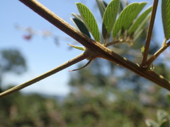 Tephrosia polystachya