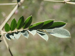Tephrosia polystachya