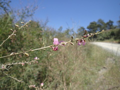 Tephrosia polystachya
