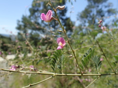 Tephrosia polystachya