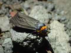 Macrobrochis staudingeri
