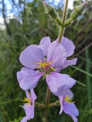 Chaetogastra gracilis