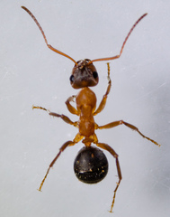 Formica pacifica