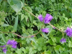 Campanula glomerata
