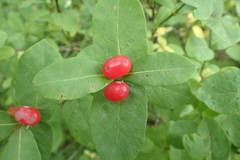 Lonicera chamissoi