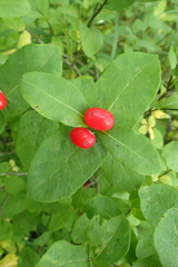 Lonicera chamissoi