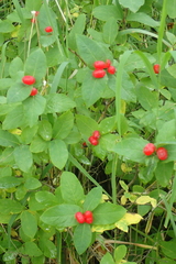 Lonicera chamissoi