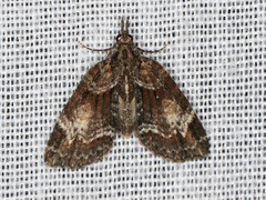 Microdes diplodonta