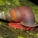 Red Land Snail - Photo (c) Bernard DUPONT, some rights reserved (CC BY-NC-SA)