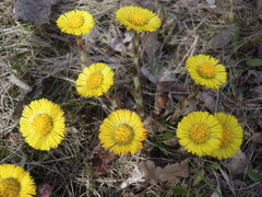 Tussilago farfara