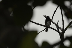 Stactolaema leucotis