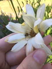 Diabrotica undecimpunctata