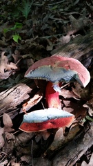 Boletus rubroflammeus